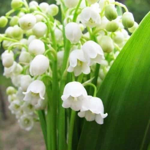 Майский ландыш при болях в сердце