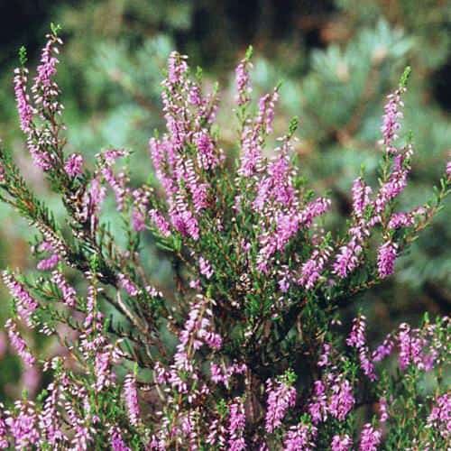 Трава вереса при болях в сердце