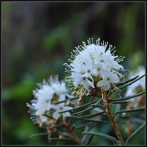 Цветы багульника при ушибе