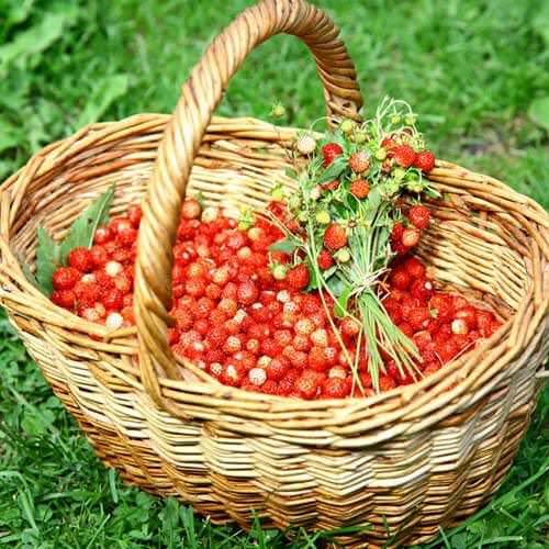 Земляника в корзине