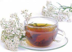 Чай из тысячелистника польза и вред