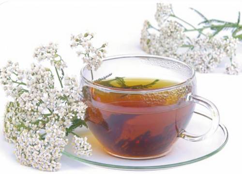 Чай из тысячелистника