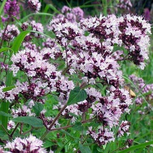 Душица поможет вам успокоиться Душица от панических атак