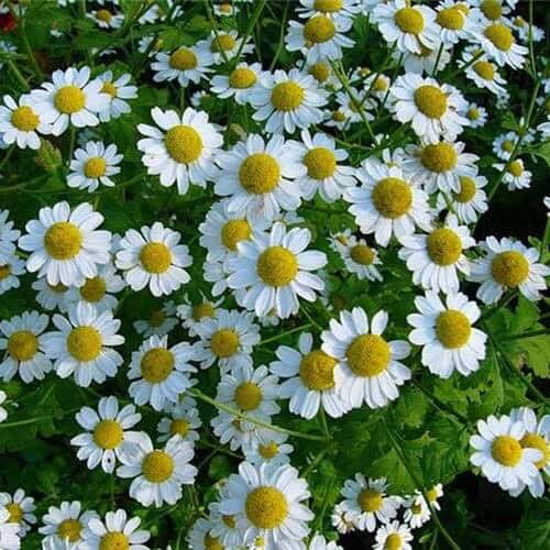 Ромашка спасет от атак паники Ромашка от панических атак