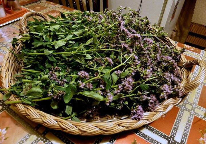 Травы при кашле