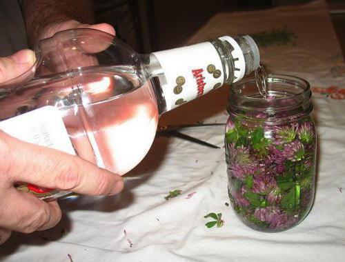 Делаем настойку клевера дома 