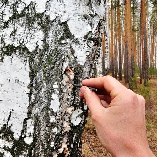 Исцеляемся соком березы 