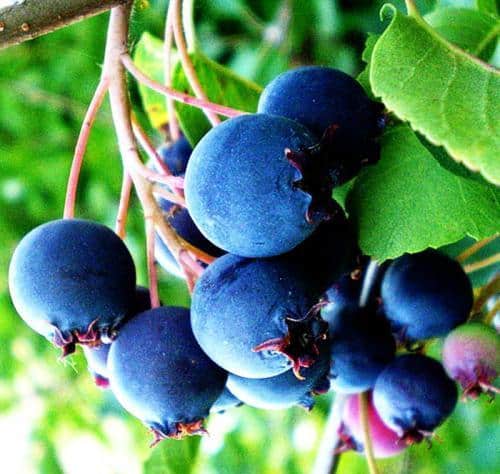 Лечимся иргой дома 