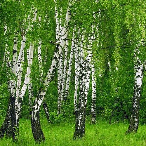 Правильно ухаживаем за молодыми березами 