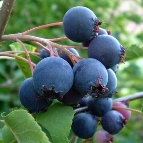 Сажаем иргу сами 