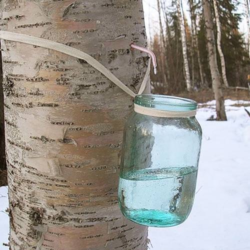 Целебные свойства березового сока 