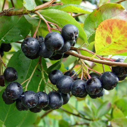 Ухаживаем за иргой 