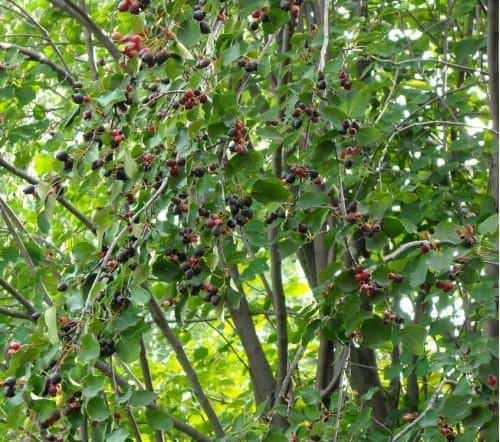 Высаживаем иргу самостоятельно 