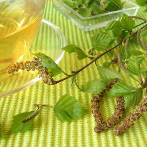Лечим организм березовыми листьями 