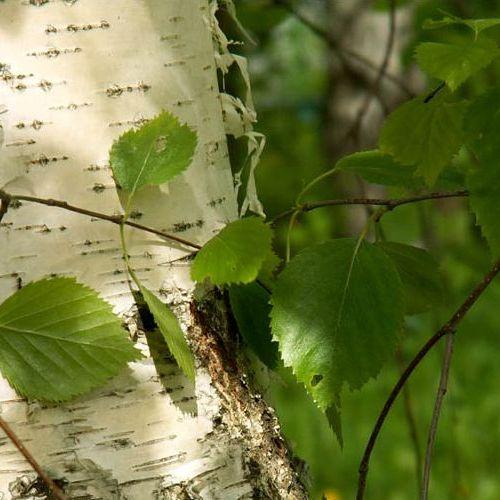 Лечимся при помощи березовых листьев 