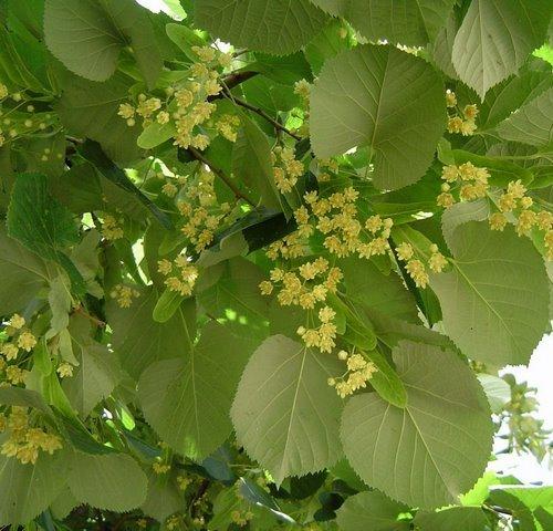 Липа очень полезна для организма 