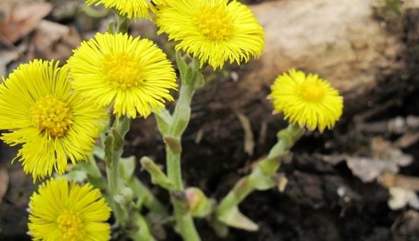 Мать и мачеха лечение