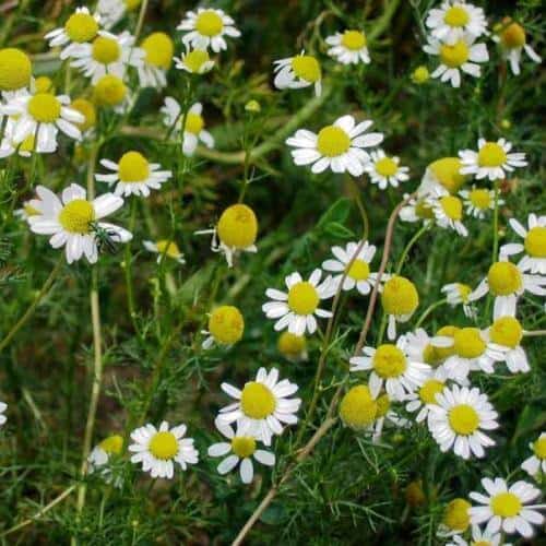 Ромашка эффективно вылечит болезнь Ромашка от молочницы