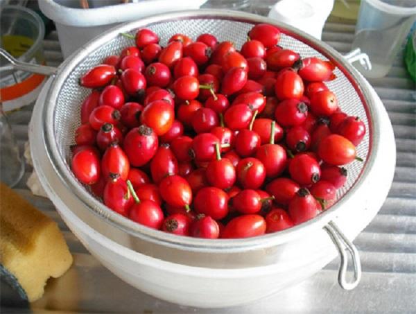 Как приготовить чай из шиповника