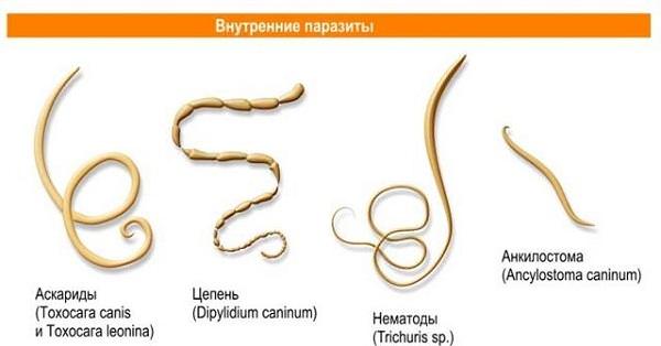 Глисты у человека
