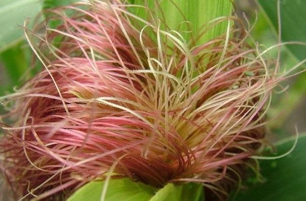 Лечебные свойства кукурузных рыльцев Кукурузные рыльца