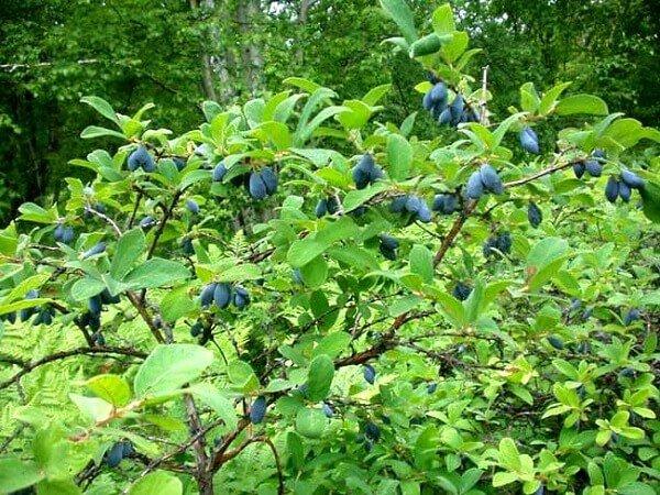 Кустарник жимолость