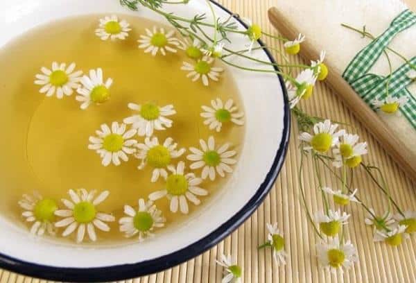 Лечение ромашкой молочницу