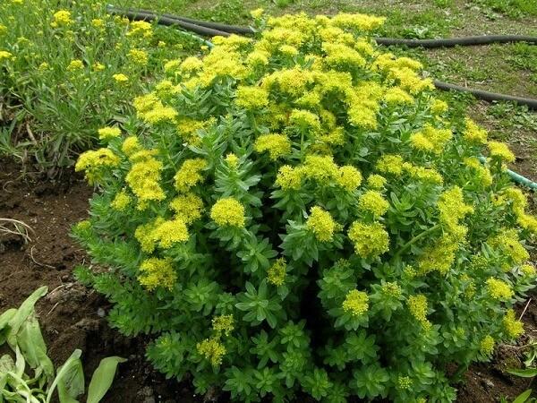Ранозаживляющие и регенерирующие свойства