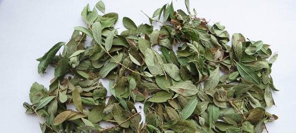 Ванночки с толокнянкой при геморрое