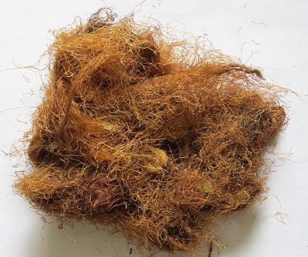 Как заготовить кукурузные рыльца Заготовка кукурузных рыльцев