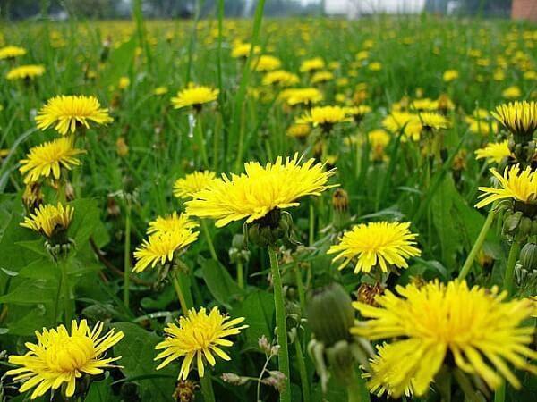 Цветы одуванчика полезные свойства