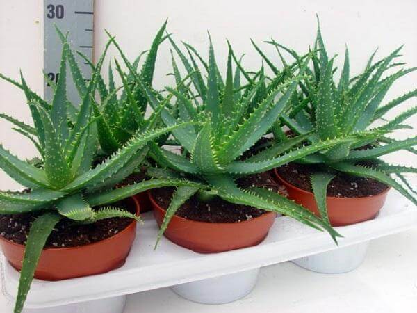 aloe-drevovidnoe