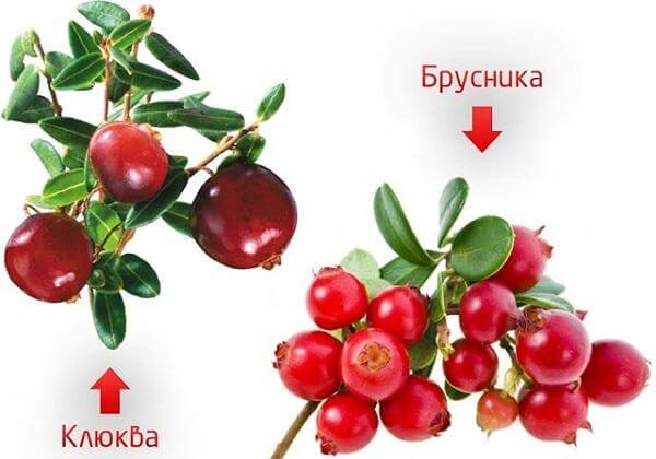 Как отличить клюкву от брусники