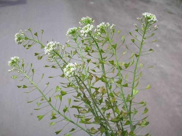 Фото пастушьей сумки