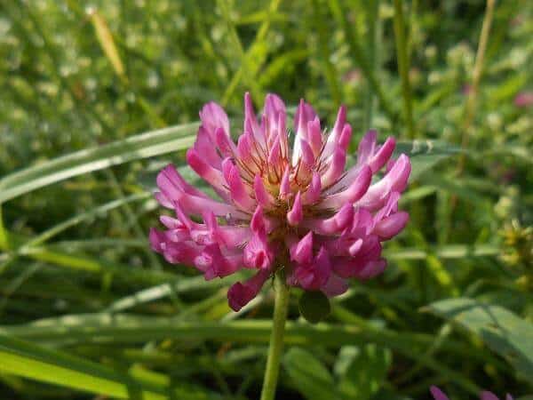 Фото цветка клевера лугового