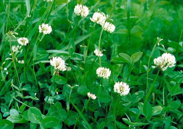 Клевер белый или ползучий
