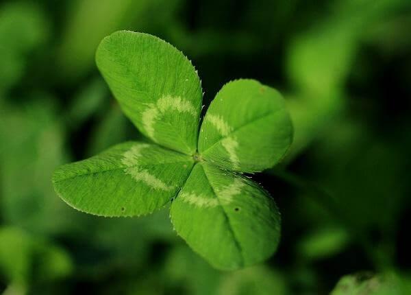 Клевер четырехлистный