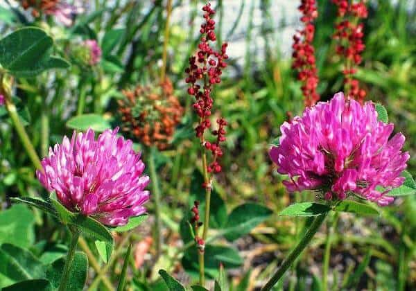 Клевер красный или луговой