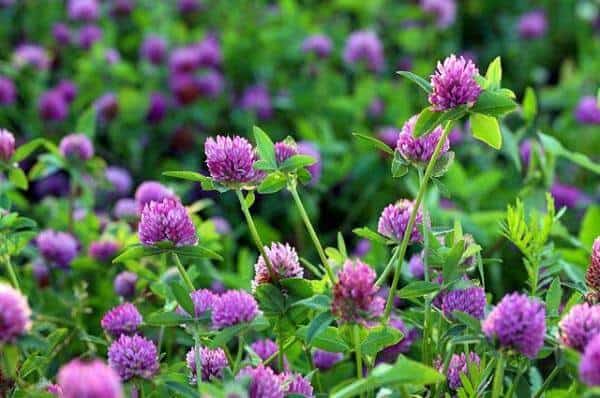 Луговой клевер на фото