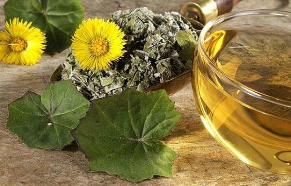 Настой мать-и-мачехи от золотухи