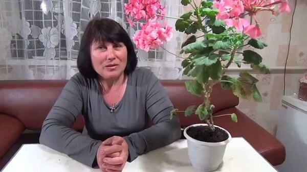 Герань уход в домашних условиях зимой
