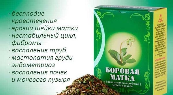 Боровая матка лечение гинекологических заболеваний