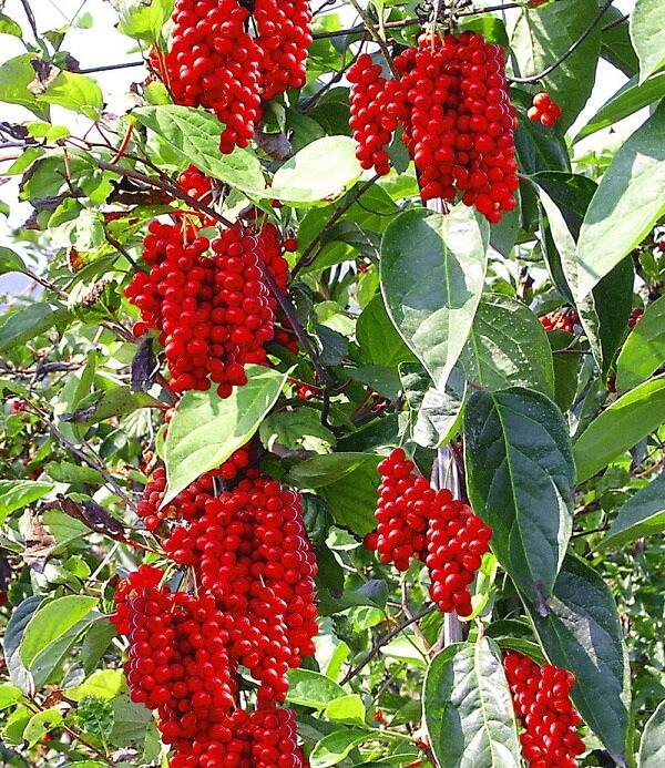Лимонник китайский