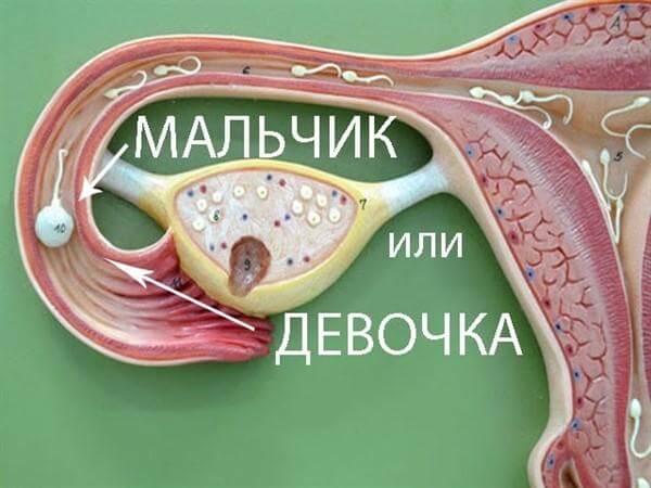 Определить пол будущего ребёнка