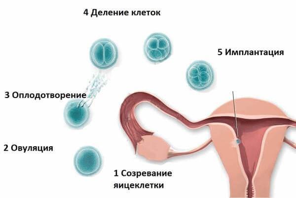 Выделения при овуляции