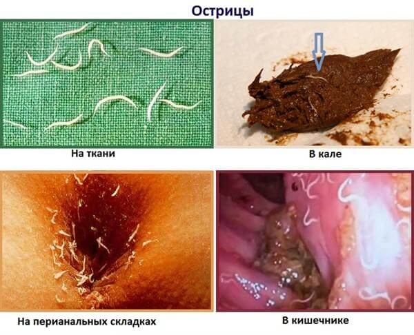 Место обитания