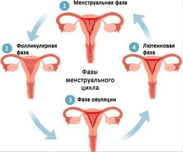 Что происходит при овуляции