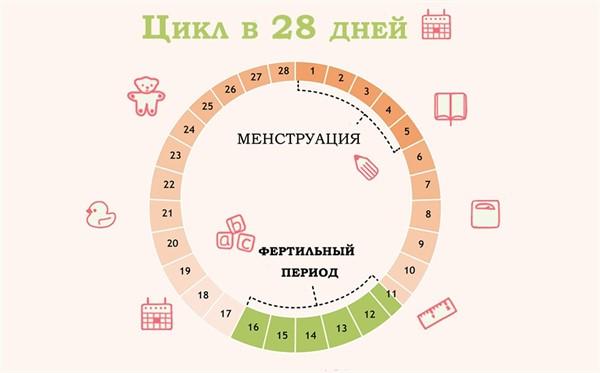 Средний цикл