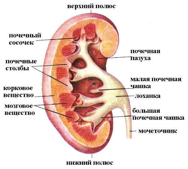 Состав